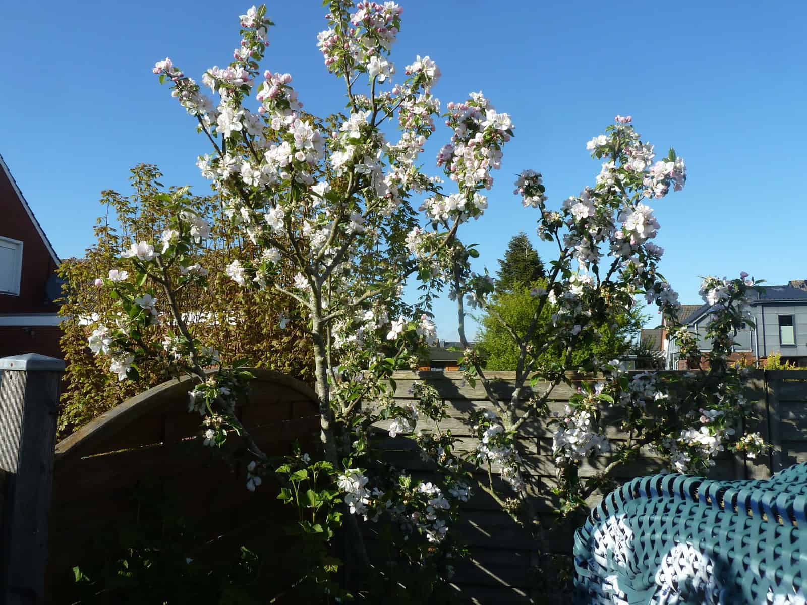Fotos von den Ferienwohnungen Kolks Huus in Neuharlingersiel zeigen den liebevoll angelegten Garten mit den vielen Möglichkeiten zur Freizeitgestaltung und mit Obstbäumen für schöne Ferien an der Nordsee