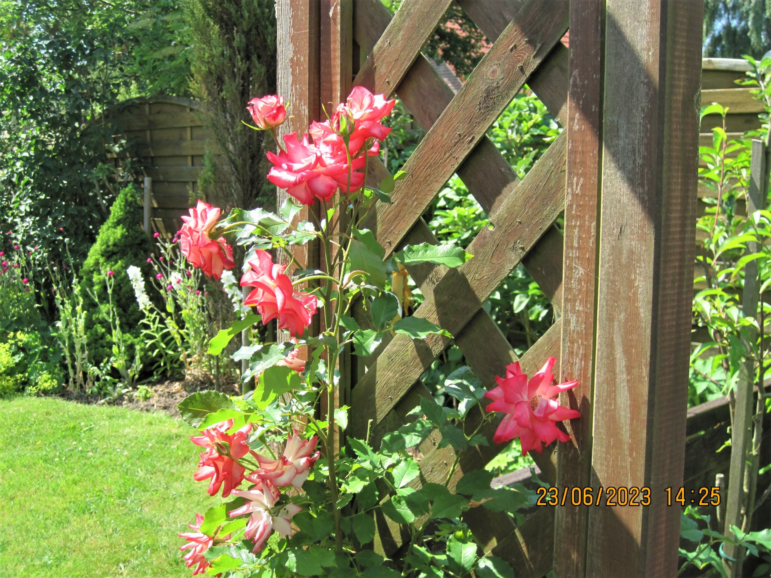 Fotos vom liebevoll gepflegten Garten mit Rosen und vielen Aufenthaltsmöglichkeiten für schöne Ferien in den Ferienwohnungen Kolks Huus in Neuharlingersiel an der Nordsee